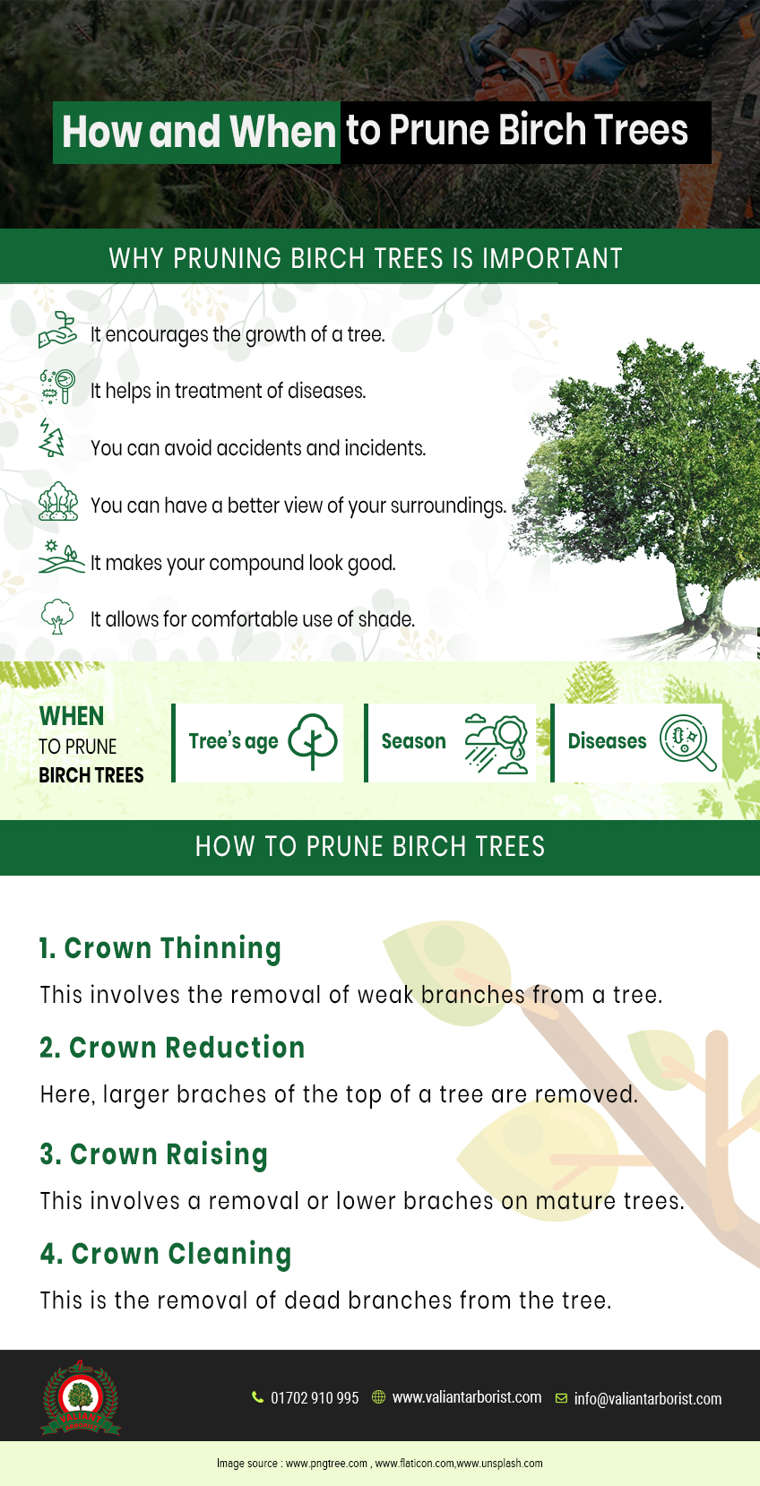 how and when to prune birch trees