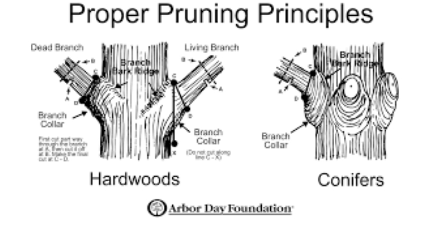 pruning trees