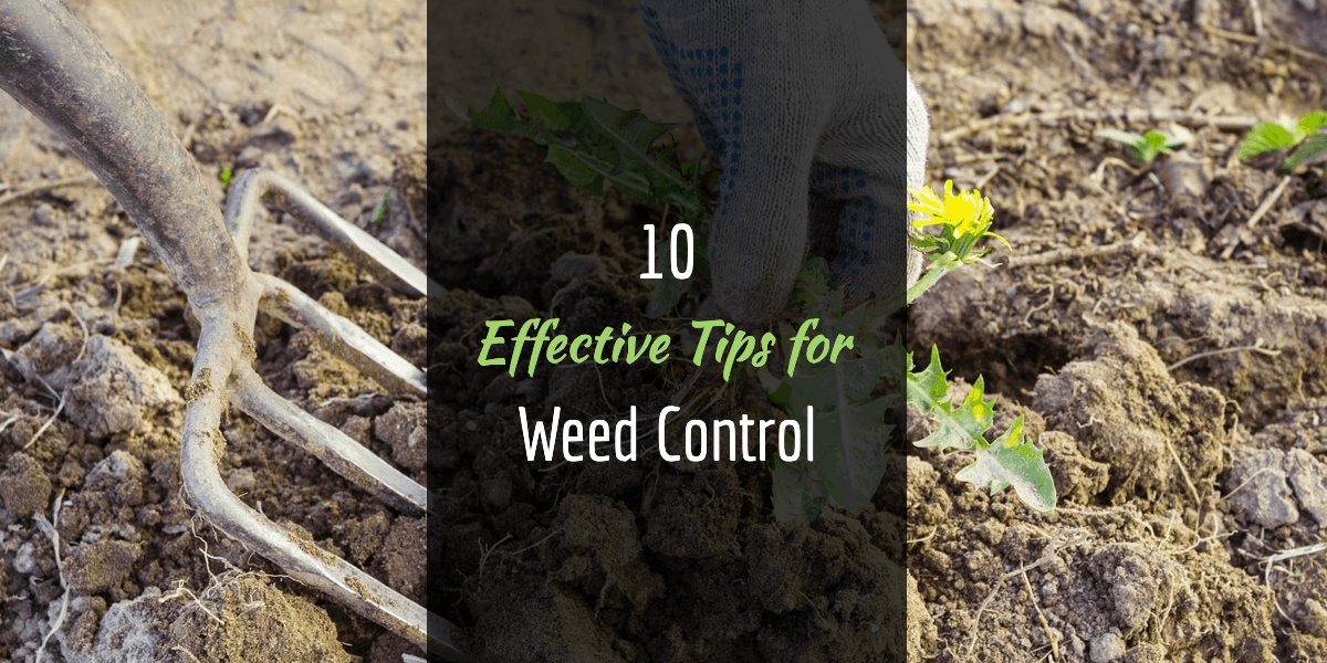 10 Effective Tips for Weed Control