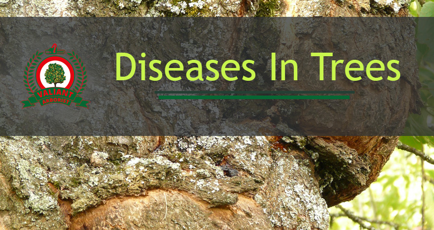 Tree Diseases