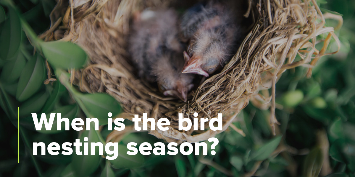 When Is The Bird Nest Season?