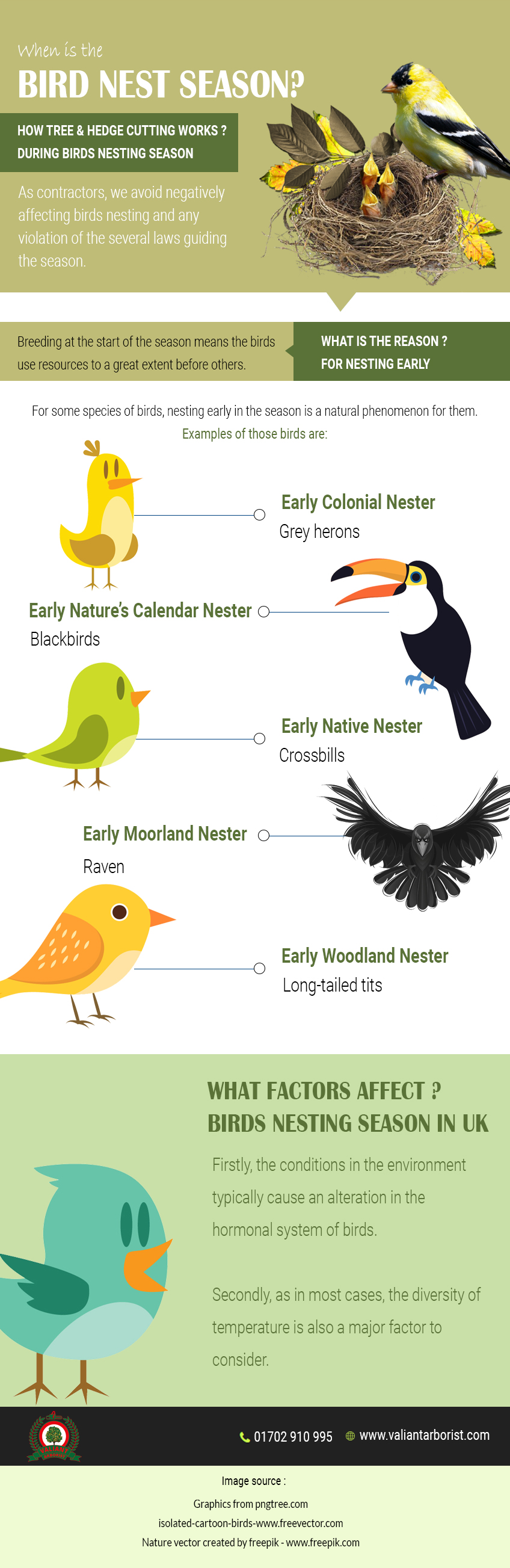 nesting-birds-season infographic