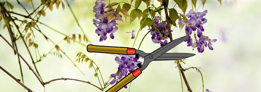 How-to-Prune Wisteria