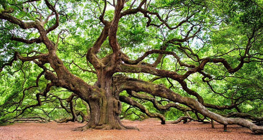 zeus oak tree symbol