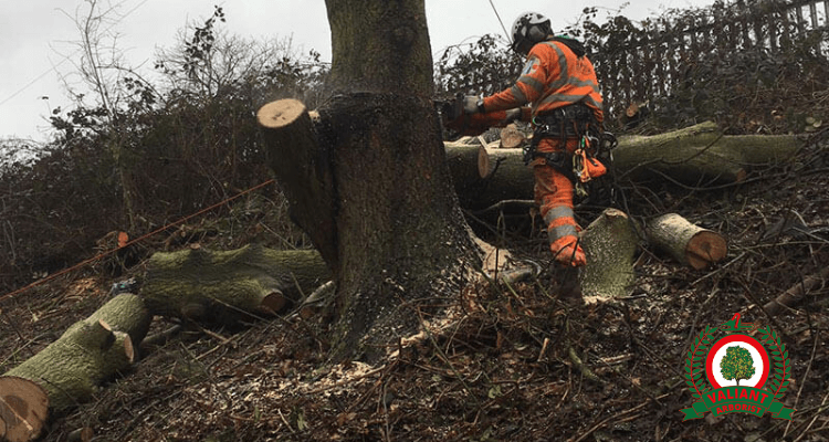 Tree Removal Essex