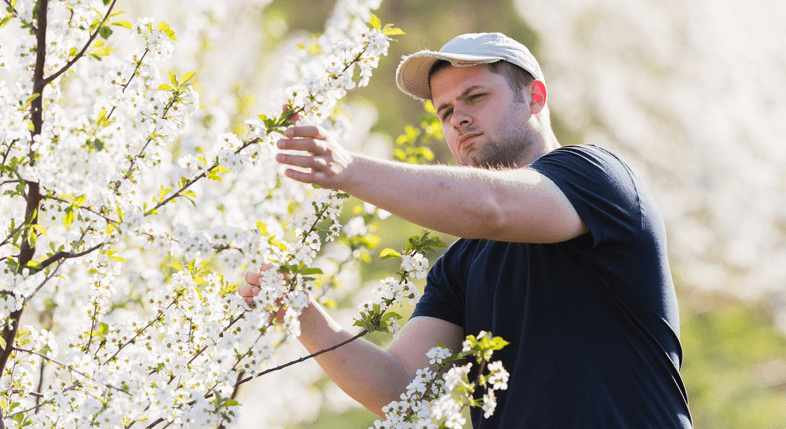 Tree Report Essex